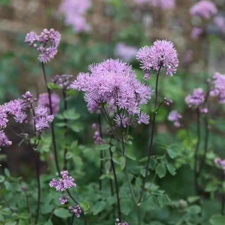 Photo of free Thalictrum aquilegiifolium (purple) (Norbiton KT1) #2