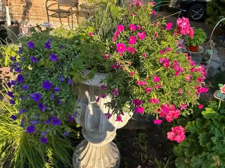 Photo of free Gorgeous Flowers (Erin Mills) #1
