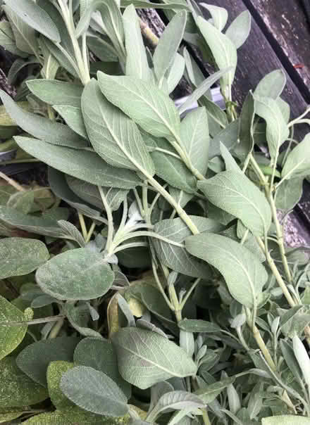 Photo of free Fresh sage (Strawberry Hill TW1) #1