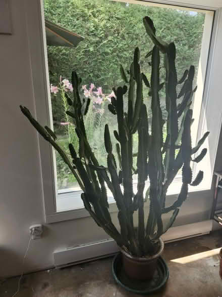 Photo of free African Milk Tree Cactus 6ft tall (Mooney's bay) #1