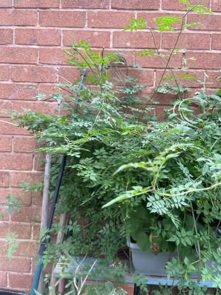 Photo of free Pink jazmine roots (Denton) #1
