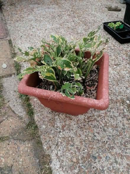 Photo of free Hosta (Langney BN23) #1