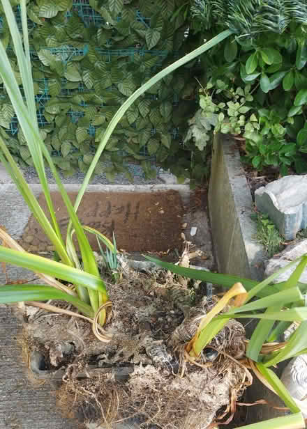 Photo of free Yellow pond iris (Havant) #1