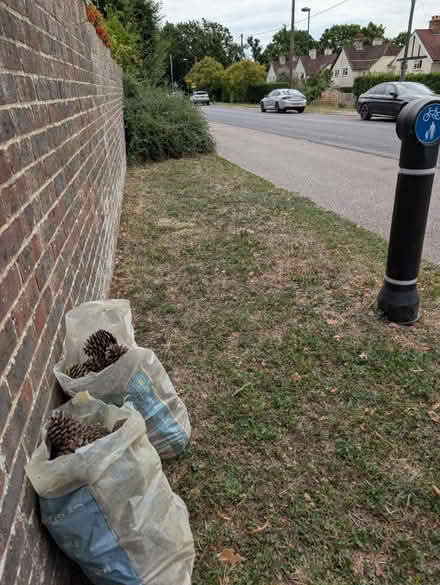 Photo of free Fir cones (BN18 Arundel road) #1
