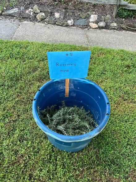 Photo of free fresh rosemary (Rockville) #1