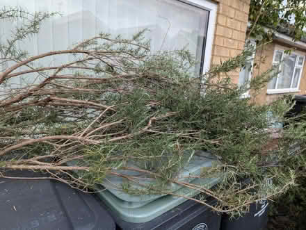 Photo of free Large quantity of Rosemary (Grangeway area NN10) #2