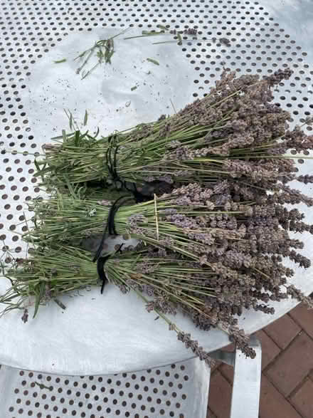Photo of free Lavender (Tadmarton) #1