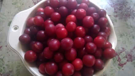 Photo of free Damsons (IP4) #1