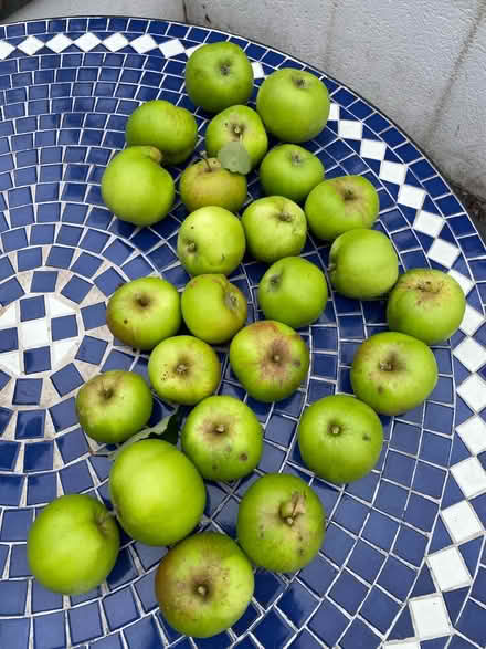 Photo of free Cooking apples (Manchester M20) #1