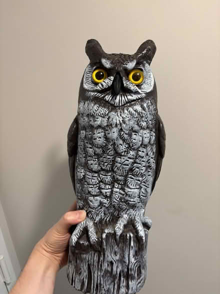 Photo of free Bird-Deterrent Owl Statue (Near Braddock Metro) #1