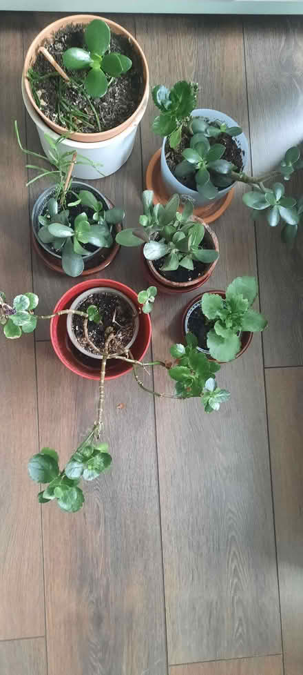 Photo of free Houseplants (Thorpe Hamlet NR1) #1