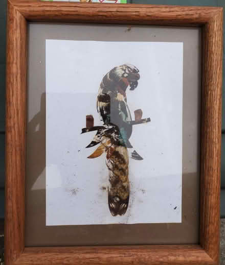 Photo of free Butterfly wing art (Cupertino) #1