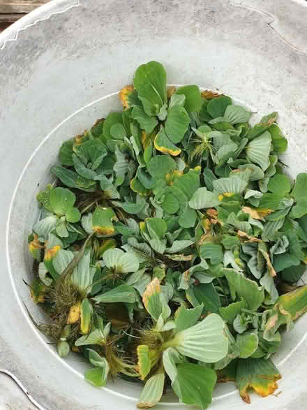 Photo of free Pond watercress plants (Enfield EN2) #2