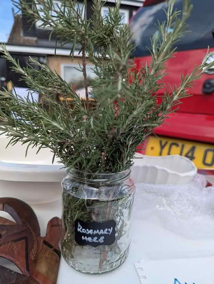 Photo of free Large quantity of Rosemary (Grangeway area NN10) #1