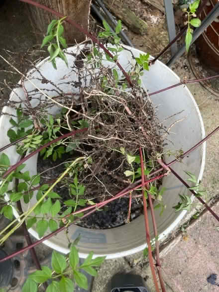 Photo of free Pink jazmine roots (Denton) #2