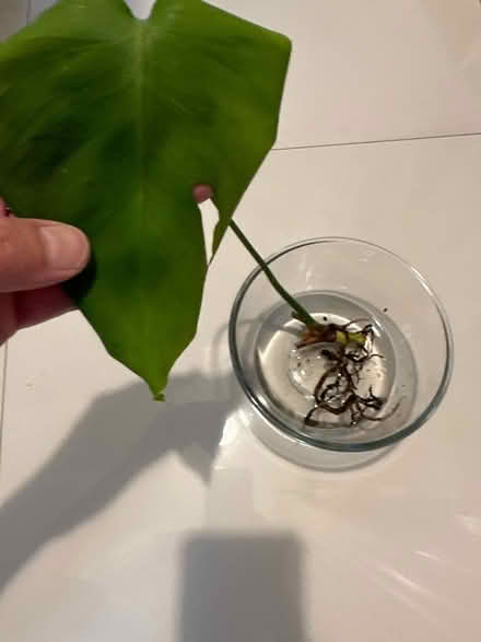 Photo of free Monstera plant (CO4 9 Colchester) #1