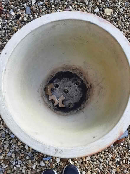 Photo of free Large cream plant pot (Cogenhoe) #3