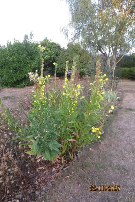 Photo of free Evening Primrose seeds anyone? (Little Welland WR13) #1