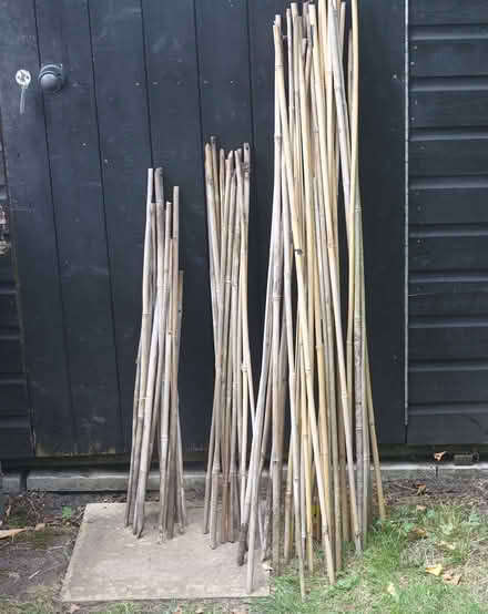 Photo of free Bamboo garden canes (Great Fransham NR19) #1