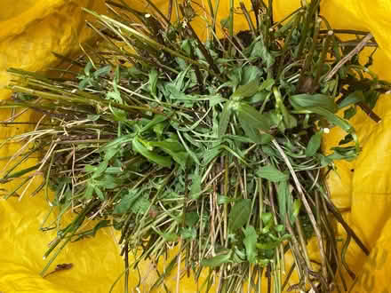 Photo of free Ox-eye Daisy plants (Waterlooville PO7) #1