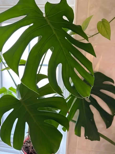 Photo of free Monstera plant (CO4 9 Colchester) #2