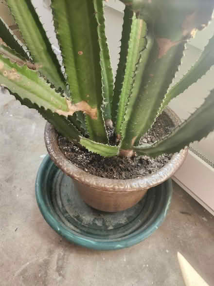 Photo of free African Milk Tree Cactus 6ft tall (Mooney's bay) #3