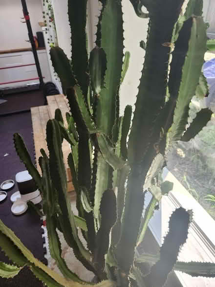Photo of free African Milk Tree Cactus 6ft tall (Mooney's bay) #2