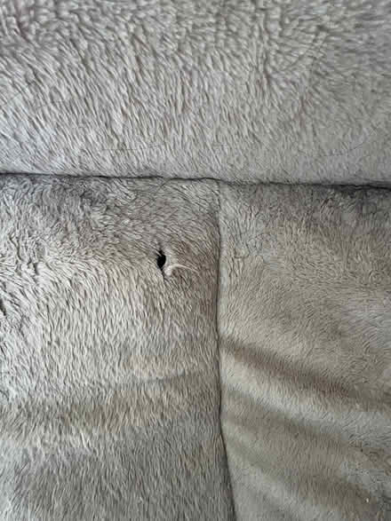 Photo of free Extra-Large Dog Bed (used) (Algonquin Square area) #2