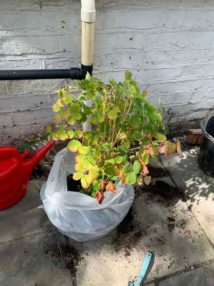 Photo of free Thalictrum aquilegiifolium (purple) (Norbiton KT1) #1