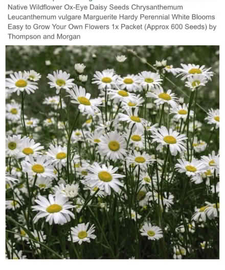 Photo of free Ox-eye Daisy plants (Waterlooville PO7) #2