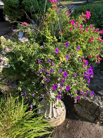 Photo of free Gorgeous Flowers (Erin Mills) #2