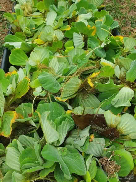 Photo of free Pond watercress plants (Enfield EN2) #1