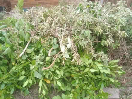 Photo of free Greenery (Harrogate. HG1.) #1