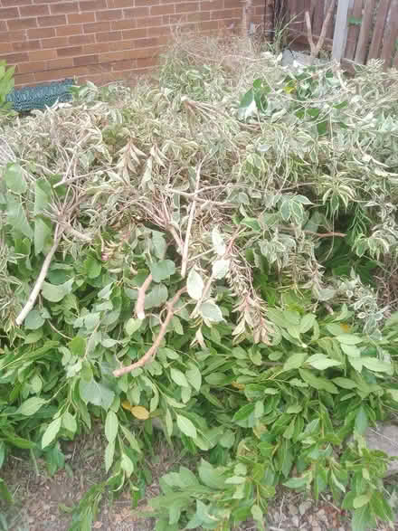 Photo of free Greenery (Harrogate. HG1.) #2