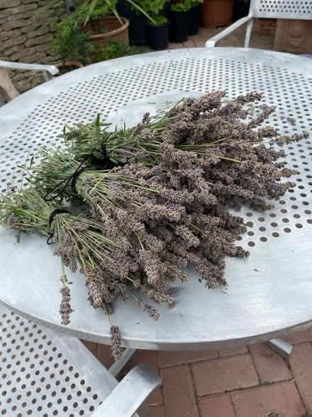 Photo of free Lavender (Tadmarton) #2