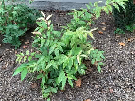 Photo of free Leucothoe shrubs (Newtown Square -) #1
