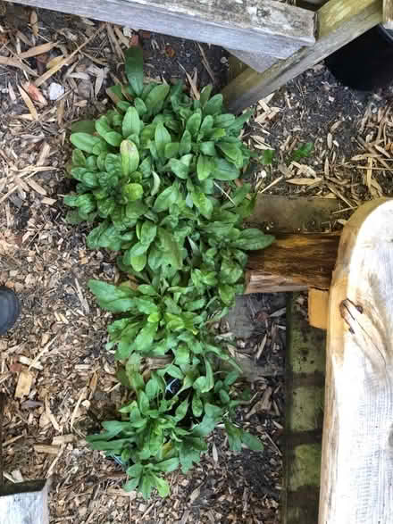 Photo of free Forget me it’s for next spring flowers (South Malling BN7) #3