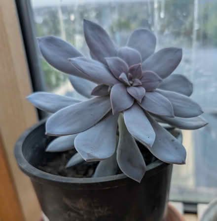 Photo of free Echeveria (West Salem off Bonny Way) #2