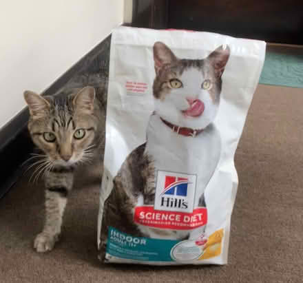 Photo of free Science Diet senior kibble (Ravenswood) #2