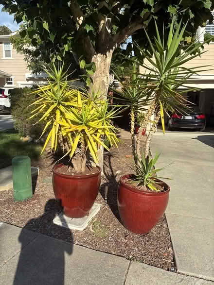 Photo of free Two healthy yucca plants (Novato (Rowe Ranch area)) #3