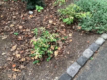 Photo of free Leucothoe shrubs (Newtown Square -) #2