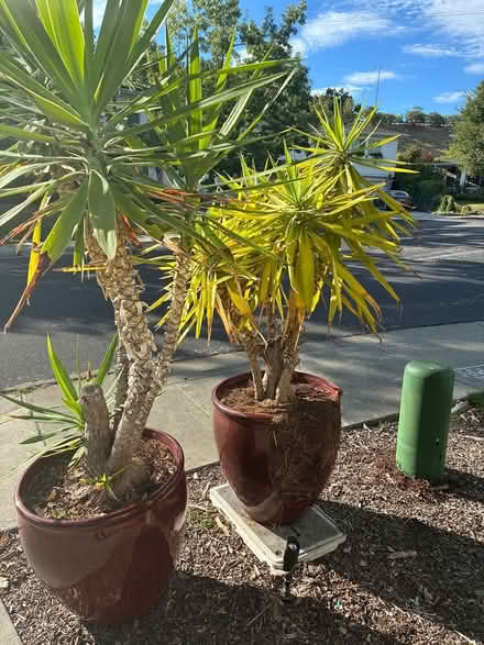 Photo of free Two healthy yucca plants (Novato (Rowe Ranch area)) #1
