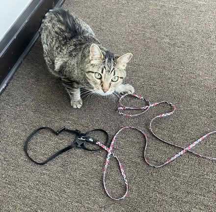 Photo of free Cat harness and leash (Ravenswood) #1