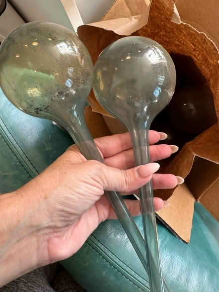 Photo of free Plastic watering globes (Crown Heights) #1