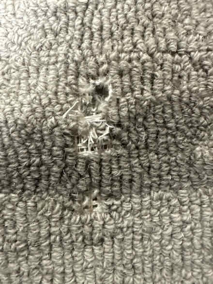 Photo of free Rug 5x8 (Los Gatos 95032) #4