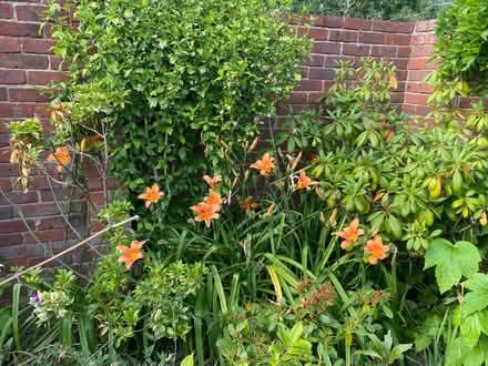 Photo of free Day Lily Seeds Five Pods (CT10) #2