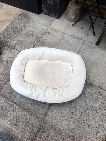 Photo of free Dog bed very comfy (Eastbourne Old town) #1