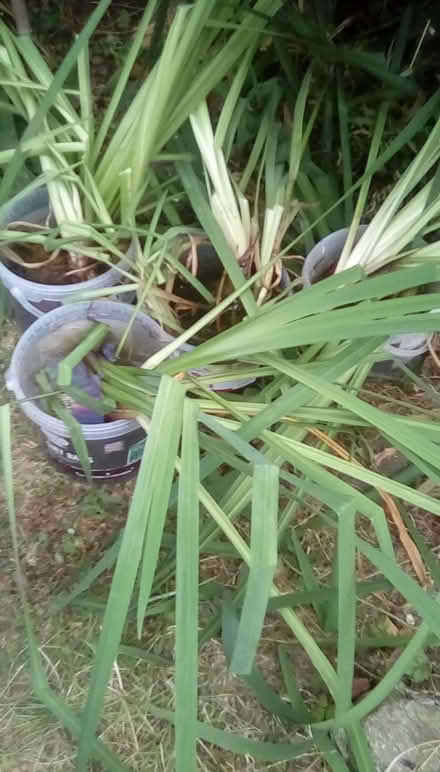 Photo of free Large pond irises (Kington HR5) #1