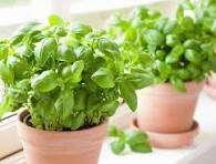 Photo of basil plant for cooking (Wellsway) #1