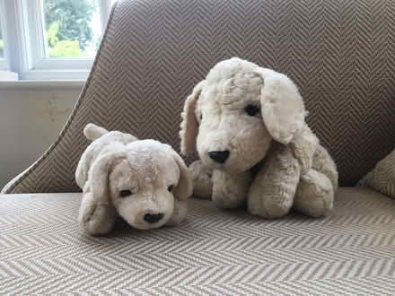 Photo of free 2 Dog Plushies (New Bilton CV22) #1